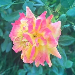 Meet your Posher, Trinity